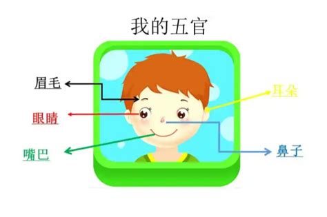 五官是哪五個|五官（面部特征）